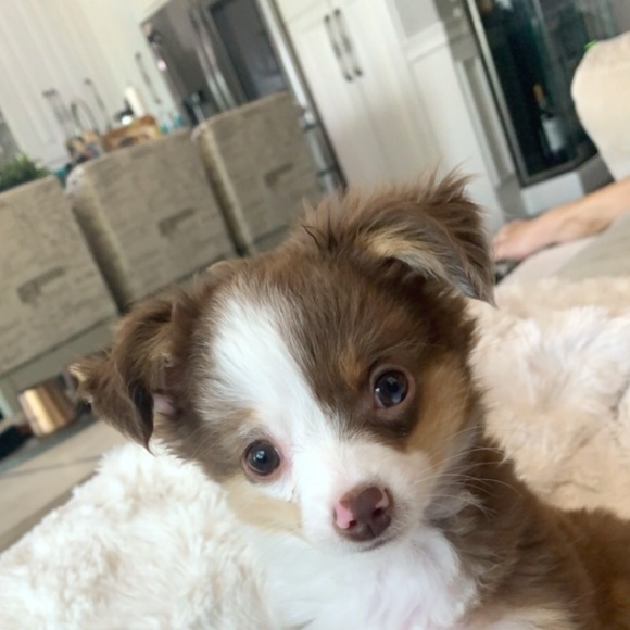 Meet your Posher, Aubrie - Picture 1 of 1